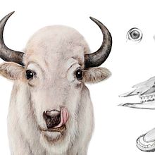 science illustration. Een project van Ontwerp van personages, Redactionele illustratie, Traditionele illustratie y Naturalistische illustratie van Mehrnaz Torkaman - 03.04.2021
