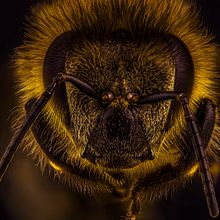 Abeja Europea melífera  obrera, Macro Extremo. Un proyecto de Fotografía, Fotografía de estudio, Fotografía de retrato y Fotografía documental de Sergio Gómez - 03.04.2021