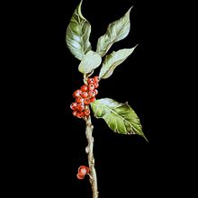 Mi Proyecto del curso: Ilustración botánica con acuarela. Botanical Illustration project by Jenifer Ortiz - 04.03.2021