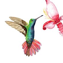 Animales (proyecto personal) . % laura gordillo tarafından hazırlanan Geleneksel illüstras, on, Doğalcı İllüstras, on, Sulubo, Ve a Resim projesi - 04.04.2021