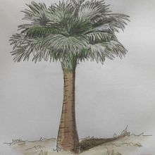DOM_palmera_australiana. Un progetto di Illustrazione tradizionale di DOMCHOC - 05.04.2021