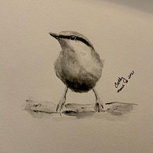 Pencil sketch of bird after Sarah Stokes course. (reference photo: nikki rottenburg). Un projet de Dessin artistique , et Aquarelle de Catherine Cartman - 05.04.2021