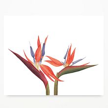 Papelería Botánica. Botanical Illustration, Naturalistic Illustration, and Watercolor Painting project by Javiera Videla - 01.05.2020