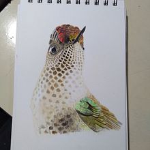 Mi Proyecto del curso: Ilustración naturalista de aves con acuarela . % Raimundo Undurraga tarafından hazırlanan Geleneksel illüstras, on, Sulubo, a Resim, Gerçekçi Çizim, Doğalcı İllüstras, Ve on projesi - 04.06.2021