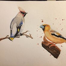 My project in Artistic Watercolor Techniques for Illustrating Birds course. Watercolor Painting project by rosalynb8472 - 04.06.2021