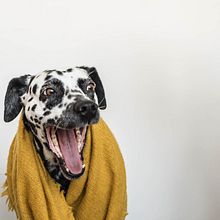 Dog photography. Projekt z dziedziny Fotografia c i frowa użytkownika Lili Kovács - 06.04.2021