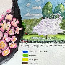Main lawn at CUBG and detail of a Prunus tree. Un projet de Aquarelle de Mariapaola Sorrentino - 03.04.2021