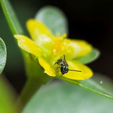 Macrofotografía Natural - Mundo Increíble Ein Projekt aus dem Bereich Fotografie und Digitalfotografie von Wilian Morejon - 06.04.2021