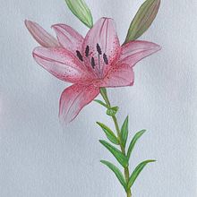 My project in Botanical Watercolor: Illustrate the Anatomy of Flowers course. Projekt z dziedziny R i sunek botaniczn użytkownika Tainá Cavalcante - 07.04.2021