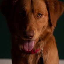 Brodie. Un proyecto de Fotografía de Luis Miguel Rosa - 07.04.2021