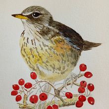 My project in Naturalist Bird Illustration with Watercolors course. Projekt z dziedziny Projektowanie dodatków użytkownika kingmadeline74 - 07.04.2021