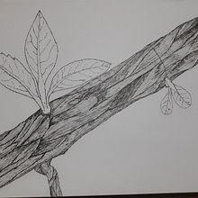 Naturaleza viva (tinta china). Un projet de Illustration traditionnelle et Illustration à l'encre de fenix17 - 07.04.2021