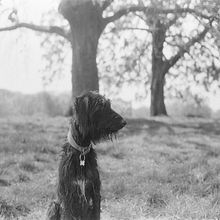A dog's happiness. Un proyecto de Fotografía analógica de Lola McCarthy - 08.04.2021