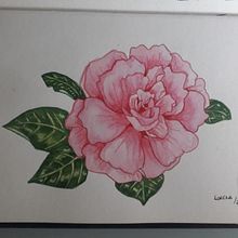 Ilustração botânica com aquarela: Camélia. Projekt z dziedziny Malowanie akwarelą użytkownika lorenarayssacf - 08.04.2021