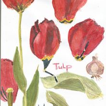 Tulp - My project in Botanical Illustration with Watercolors course. Traditional illustration, Fine Arts, Painting, Drawing, Watercolor Painting, and Botanical Illustration project by wboot - 04.09.2021