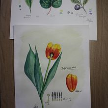My project in Botanical Illustration with Watercolors course. Botanical Illustration project by Peter Downey - 04.09.2021