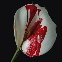 FRAGILIDAD Y FUERZA.. Art Direction, and Fine-Art Photograph project by Renata Vomend - 08.31.2020