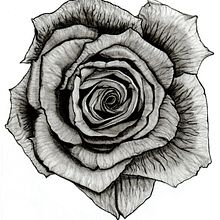 Rosa. Drawing, Pencil Drawing, Realistic Drawing, and Design project by Viviane Morais - 04.11.2021