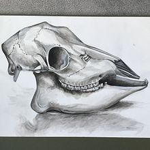 ‘Skull’. Gouache Painting project by Sarah Louise - 04.11.2021