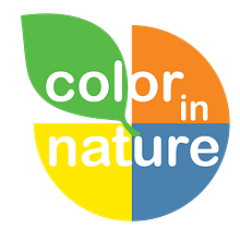 Color in Nature - An exhibition proposal for the Children's Museum of Manhattan.  project by Johanna Vargas - 04.11.2021