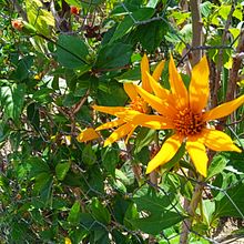 Toma de Fotografías desde mi celular. Projekt z dziedziny Fotografia użytkownika Hefzi Yvmb - 11.04.2021