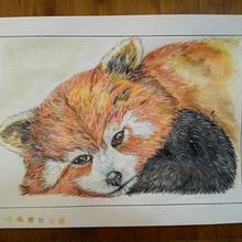 Mi Proyecto "Panda Rojo" : acuarela, grafito y rotulador. Traditional illustration, and Watercolor Painting project by Anabella D'Angelo - 04.12.2021