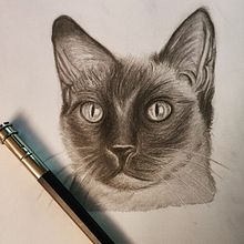 Siam Cat . Un proyecto de Ilustración tradicional de Jazz - 12.04.2021