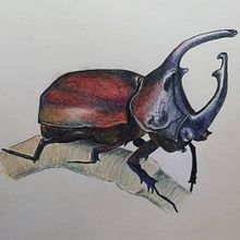 Insect. Un progetto di Illustrazione botanica di Nathalie Lauwereyns - 28.03.2021