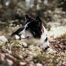Mein Kursprojekt: Lifestyle-Fotografie mit Hunden. Photograph project by amandamalin - 04.12.2021