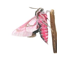 Hyles Dahlii . Ilustrație tradițională de Juan Velasco - 04.12.2021