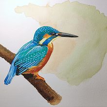 Alcedo Atthis . Ilustrație tradițională de Juan Velasco - 04.12.2021