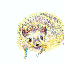 Atelerix Algirus Vagans . Ilustrație tradițională de Juan Velasco - 04.12.2021