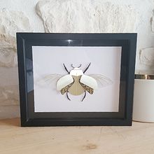 Handmade paper cut Beetle and Bumblebee. Botanical Illustration, Drawing, Traditional illustration, Naturalistic Illustration, and Paper Craft project by Eléonore Zicler - 04.13.2021