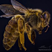 Abeja Reina Vs Abeja Obrera, Macro Extremo.. Un proyecto de Fotografía, Fotografía de estudio, Fotografía de retrato y Fotografía documental de Sergio Gómez - 13.04.2021