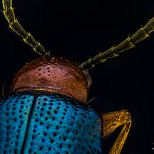 Escarabajo Pulga Brillante, Macro Extremo.. Un proyecto de Fotografía, Fotografía de estudio, Fotografía de retrato y Fotografía documental de Sergio Gómez - 13.04.2021
