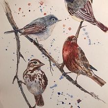 My Backyard Birds . Watercolor Painting project by mgnbrown - 04.14.2021