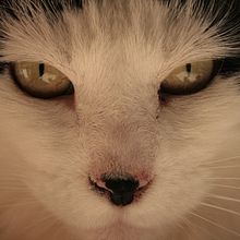 Retrato Animal. Un projet de Photographie de Sofia Goycoolea Barrera - 13.04.2021