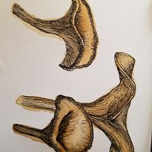 Mushroom Study. Projekt z dziedziny Malowanie akwarelą użytkownika Alyce - 16.04.2021