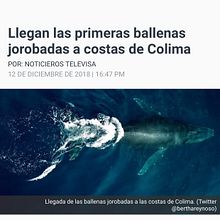 BALLENAS JOROBADAS DRONE. Film, Film, Video, TV, Documentar, and Photograph project by Jorge Sánchez - 04.16.2021