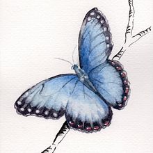 My project in Artistic Watercolor Techniques for Illustrating Birds course: not any birds but a butterfly!. Traditional illustration, Watercolor Painting, Realistic Drawing, and Naturalistic Illustration project by antonina_randazzo - 04.16.2021