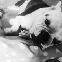 Mi Proyecto del curso: Fotografía lifestyle de perros  . Mobile Photograph, Lifest, and le Photograph project by LOURDES IBARRA ORTIZ - 04.17.2021