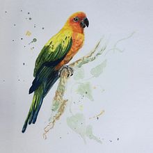 Sun Conure by Ray. Un proyecto de Pintura a la acuarela de conser_ray - 17.04.2021