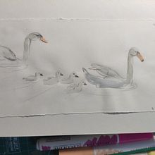 My project in Illustrating Nature: A Creative Exploration course. Un proyecto de Bocetado de steph heyvaert - 17.04.2021
