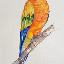 My project in Naturalist Bird Illustration with Watercolors course. Watercolor Painting project by Jenny Foreman - 04.18.2021