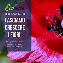 ERBE SPONTANEE. Un progetto di Design per i social network e Fotografia all'aperto di Vittorio Palmieri - 13.03.2021