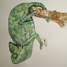 Chameleon studies . Creativit, and Watercolor Painting project by Maddy Edgington - 04.18.2021