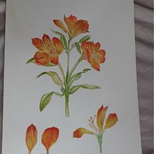 Mi Proyecto del curso: Acuarela botánica: ilustra la anatomía de las flores. Street Art, Fine Arts, Traditional illustration, Botanical Illustration, Naturalistic Illustration, Painting, and Watercolor Painting project by Isabella Martinez - 04.18.2021
