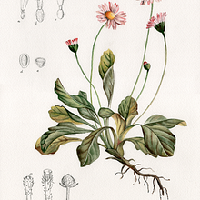 Bellis perennis. Desenho realista, Ilustração botânica, e Pintura em aquarela projeto de Begoña Blázquez Parro - 20.04.2021