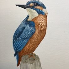 My project in Naturalist Bird Illustration with Watercolors course. Naturalistic Illustration project by jsferraro3 - 04.20.2021