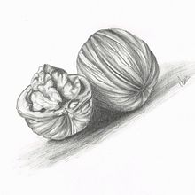 My project in Drawing for Beginners Level -1 course. Pencil Drawing, Drawing, Creating with Kids, and Sketchbook project by charu Ash - 04.21.2021